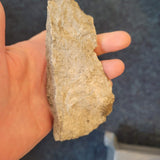 Carboniferous Rugose (Horn) Coral Fossil Specimen | North Wales | 190g