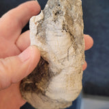 Carboniferous Rugose (Horn) Coral Fossil Specimen | North Wales | 190g