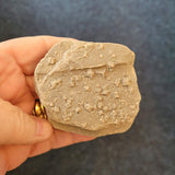 Carboniferous Fossiliferous Limestone with Calcite Crystal Growth | North Wales | 110g