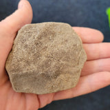 Carboniferous Fossiliferous Limestone with Calcite Crystal Growth | North Wales | 110g