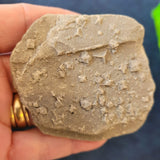 Carboniferous Fossiliferous Limestone with Calcite Crystal Growth | North Wales | 110g