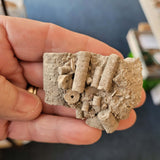 Carboniferous Crinoid Fossil Limestone | Crinoid Stem Colony | North Wales | 36g