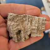 Carboniferous Crinoid Fossil Limestone | Crinoid Stem Colony | North Wales | 36g