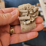 Carboniferous Crinoid Fossil Limestone | Crinoid Stem Colony | North Wales | 36g