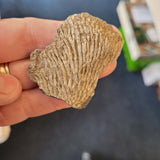 Colonial Coral Fossil in Carboniferous Limestone | North Wales | 16g