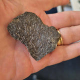 Colonial Coral Fossil in Carboniferous Limestone | North Wales | 16g