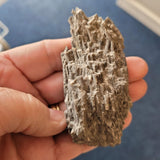 Carboniferous Pipe Coral (Syringopora sp.) Fossil | Colonial Tabulate Coral | North Wales | 65g