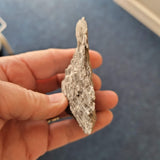 Carboniferous Pipe Coral (Syringopora sp.) Fossil | Colonial Tabulate Coral | North Wales | 65g