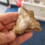 Carboniferous Fossiliferous Limestone with Brachiopods & Marine Fossils – North Wales – 54g