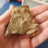 Carboniferous Fossiliferous Limestone with Brachiopods & Marine Fossils – North Wales – 54g