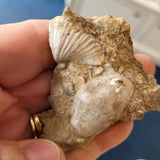 Carboniferous Fossiliferous Limestone with Brachiopods & Marine Fossils – North Wales – 54g