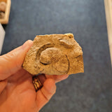 Carboniferous Fossiliferous Limestone with Gastropod & Marine Fossils | North Wales | 46g