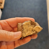 Carboniferous Fossiliferous Limestone with Gastropod & Marine Fossils | North Wales | 46g