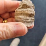Fossil Horn Coral (Rugose Coral) | Solitary Coral Fossil Specimen | 46g