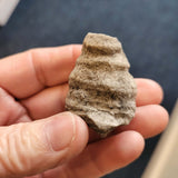 Fossil Horn Coral (Rugose Coral) | Solitary Coral Fossil Specimen | 46g