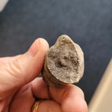 Fossil Horn Coral (Rugose Coral) | Solitary Coral Fossil Specimen | 46g