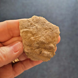 Honeycomb Coral Fossil Specimen | Colonial Coral Fossil | 33g