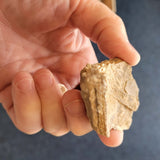 Honeycomb Coral Fossil Specimen | Colonial Coral Fossil | 33g