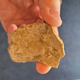 Honeycomb Coral Fossil Specimen | Colonial Coral Fossil | 33g