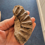 Polished Orthoceras Fossil in Limestone Matrix | Natural Cephalopod Fossil | 144g