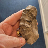 Polished Orthoceras Fossil in Limestone Matrix | Natural Cephalopod Fossil | 144g