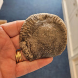 Polished Ammonite Fossil Specimen | Natural Jurassic Marine Fossil | Crystal Chambers | 90g