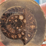 Polished Ammonite Fossil Specimen | Natural Jurassic Marine Fossil | Crystal Chambers | 90g