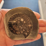 Polished Ammonite Fossil Specimen | Natural Jurassic Marine Fossil | Crystal Chambers | 90g
