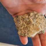Fossiliferous Limestone with Marine Fossil Inclusions & Calcite Vein | Greece | 92g