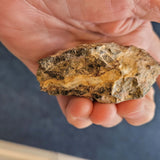 Fossiliferous Limestone with Marine Fossil Inclusions & Calcite Vein | Greece | 92g