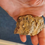 Fossiliferous Limestone with Marine Fossil Inclusions & Calcite Vein | Greece | 92g