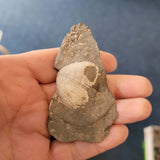 Carboniferous Brachiopod Fossil in Shale | Natural Marine Fossil Specimen | 32g