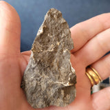 Carboniferous Brachiopod Fossil in Shale | Natural Marine Fossil Specimen | 32g