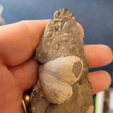 Carboniferous Brachiopod Fossil in Shale | Natural Marine Fossil Specimen | 32g
