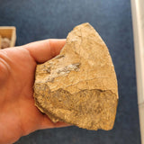 Natural Jurassic Dendritic Shale Specimen | Whitby, North Yorkshire | Geological Display Piece | 230g