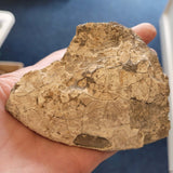 Natural Jurassic Dendritic Shale Specimen | Whitby, North Yorkshire | Geological Display Piece | 230g