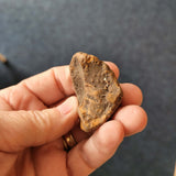 Natural Micraster (Heart Urchin) Fossil | Cretaceous Echinoid | France | 38g