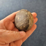 Natural Echinoid (Sea Urchin) Fossil | Fossilised Echinoderm | 120g | Display Specimen