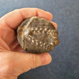 Natural Echinoid (Sea Urchin) Fossil | Fossilised Echinoderm | 120g | Display Specimen