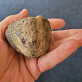 Natural Echinoid (Sea Urchin) Fossil | Fossilised Echinoderm | 120g | Display Specimen
