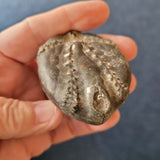 Natural Echinoid (Sea Urchin) Fossil | Fossilised Echinoderm | 120g | Display Specimen