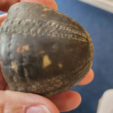 Natural Echinoid (Sea Urchin) Fossil | Fossilised Echinoderm | 120g | Display Specimen