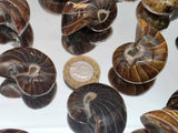 Small Polished Nautilus Fossil | Madagascar | Approx. 3.5cm