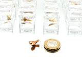 Genuine Fossil Shark Tooth Otodus | Moroccan Fossil in Magnifying Display Box