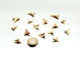 Genuine Fossil Shark Tooth Otodus | Moroccan Fossil in Magnifying Display Box
