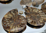 Large Polished Cleoniceras Ammonite Fossil Pair | Madagascar | 5–5.25 Inch