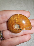 Natural Polished Ammonite Fossil 16g Orange Brown Specimen