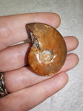 Natural Polished Ammonite Fossil 16g Orange Brown Specimen