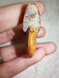 Natural Polished Ammonite Fossil 16g Orange Brown Specimen