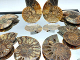 Large Polished Cleoniceras Ammonite Fossil Pair | Madagascar | 5–5.25 Inch